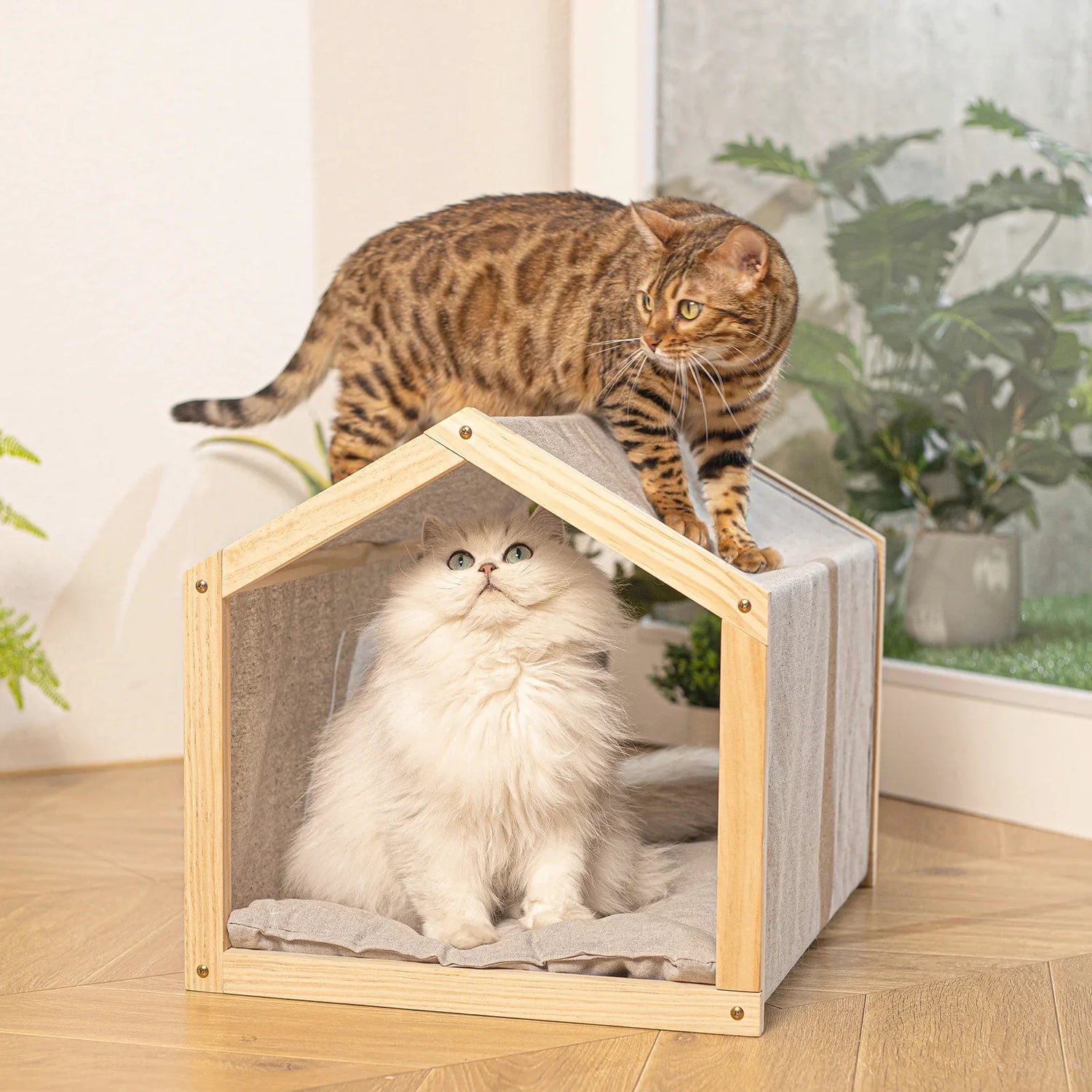 Cat Homes