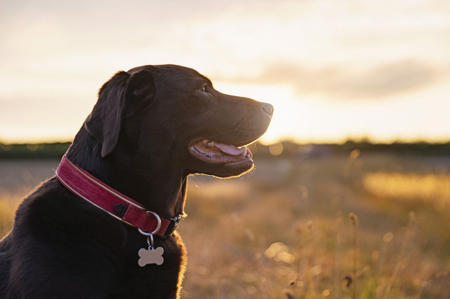 Collars/Leashes