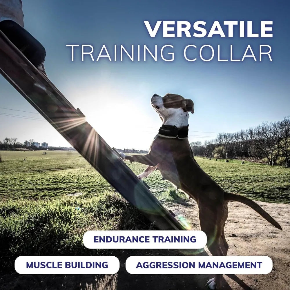 Weighted Dog Collar for Muscle Building and Tactical Training - Exercise Dog Vest with 5x1lb Weights Included for Enhanced Fitne