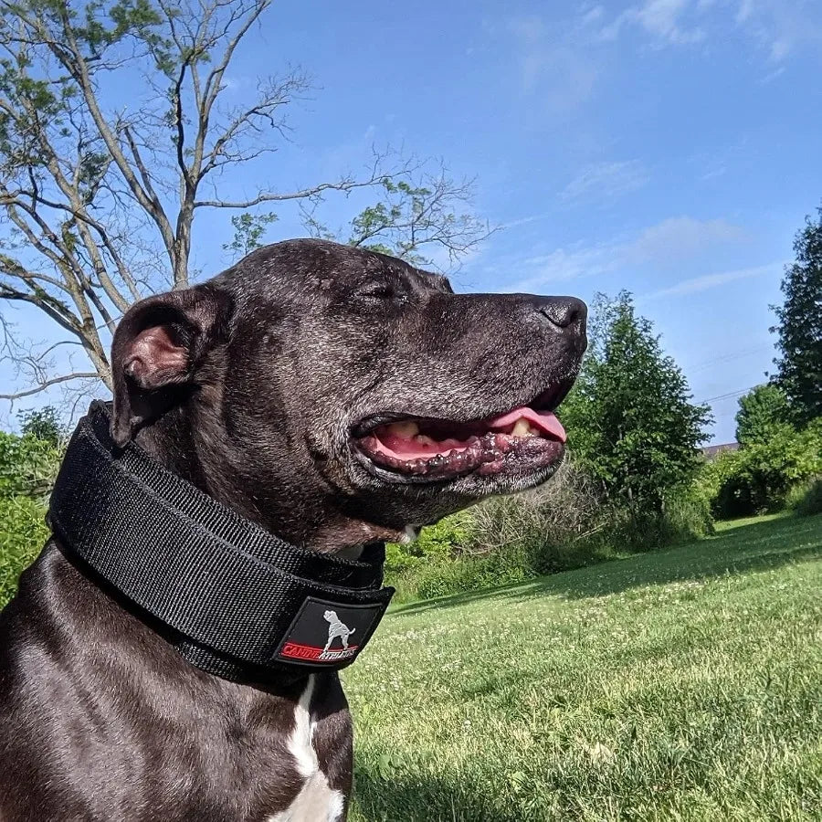 3 Elite-HD Weighted Working Dog Collar 3LB Black Designed for High-Performance Training and Behavioral Conditioning in Service