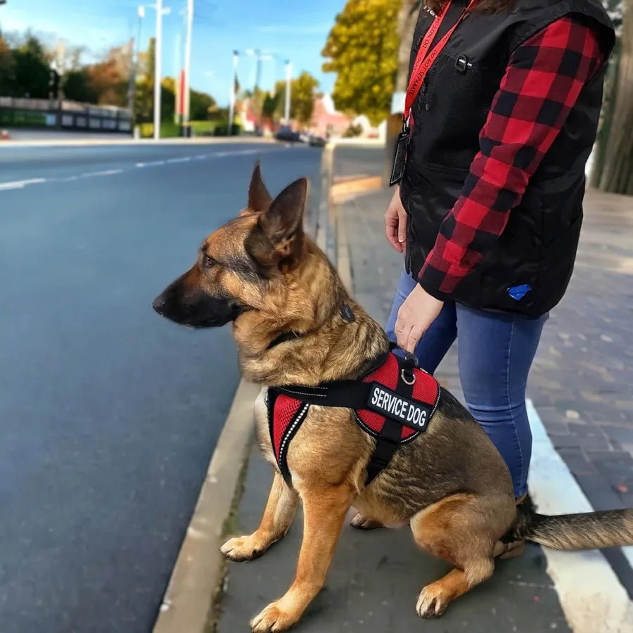 ActiveDogs Full Service Dog Kit - Service Dog Vest Harness with Handle ID Holder Medical Alert Keychain Leash Patches - Large S